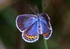 Nature Series:  Endangered Beauty - The Karner Blue Butterfly