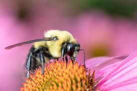 Nature Series - All About Bumblebees