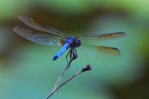 Nature Series # 6 Dragonfly Spirits