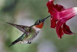 Nature Series:  Flying Jewels - Hummingbird and Monarch Migrations