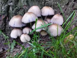 Nature Series - Fascinating Fungi