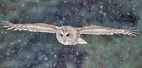 Nature Series:  Winter Owls of Sax-Zim Bog